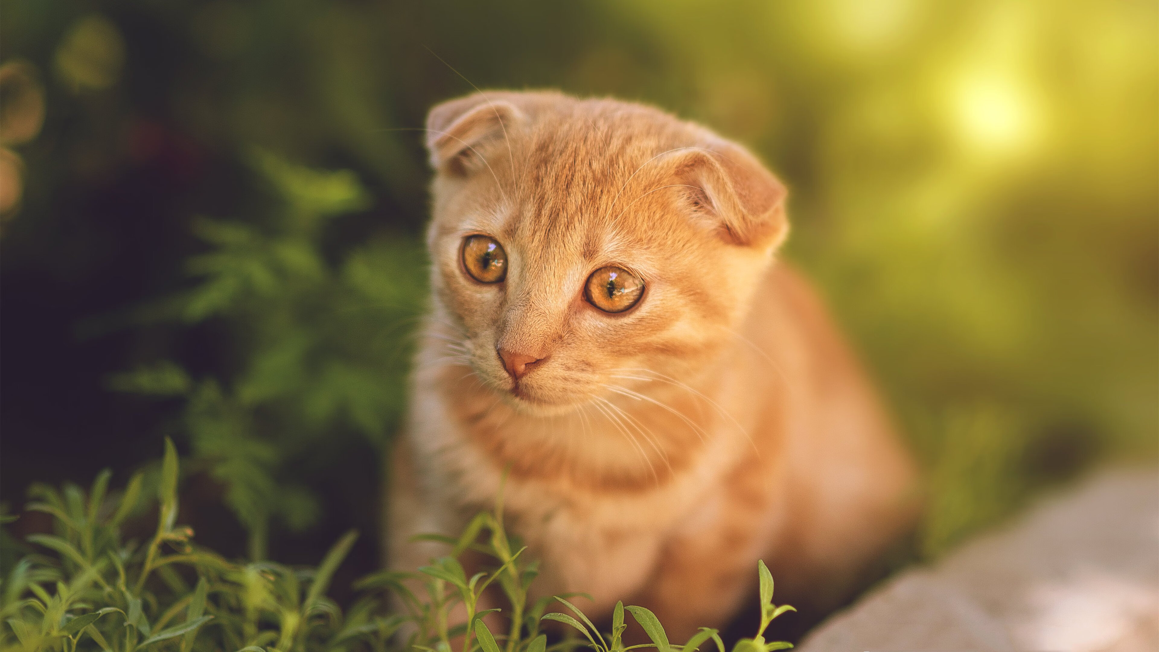 开云体育登录-出发入水角度对速度影响，游泳出发入水角度  第2张