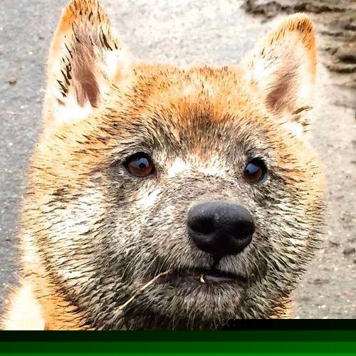 开云体育在线下载-外援政策是否制约本土球员成长空间，外援新规  第1张