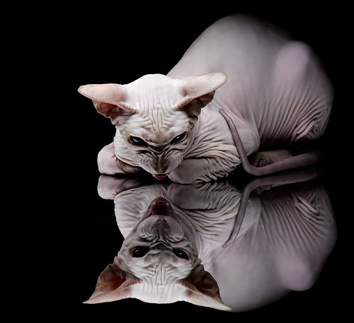 开云体育官网app-女子橄榄球崛起挑战男子主导地位,女子橄榄球战绩