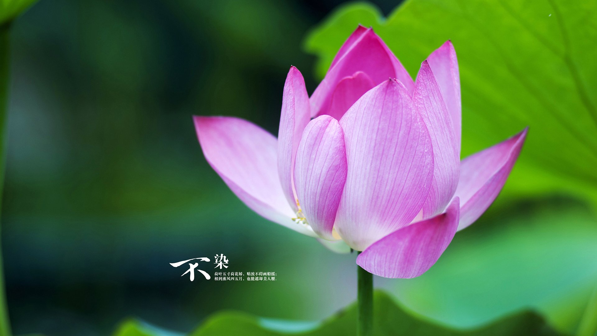 开云体育官网下载-巴特尔的强力拦截为袋鼠队赢得关键比赛中的优势,巴特尔的替补